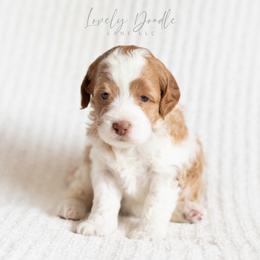 Yellow Collar Girl - Caramel cream female Australian Labradoodle puppy in Thousand Oaks, California from Lovely Doodle Lane