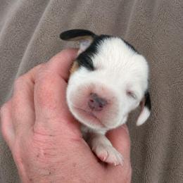 Toto - White black and tan male Beagle puppy in Lake City, Florida from Sunkissed Beagles