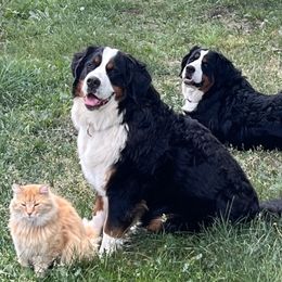 Bernese Mountain Dog Puppies from Lonesome Pine Farm