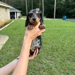 Cash - Dapple male Dachshund puppy in Rusk, Texas from S&C Doxies