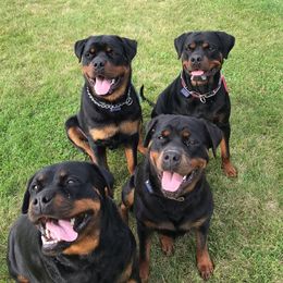 Rottweilers from Legacy Rottweilers