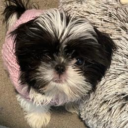Shih Tzu Puppies from Exclusively Shih Tzu's LLC