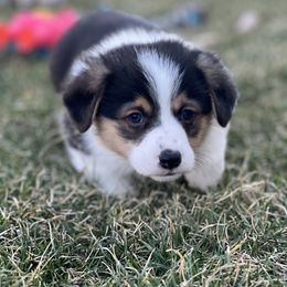 Australian Shepherd, Lagotto Romagnolo, and Pembroke Welsh Corgi Puppies from SS Australian Shepherds