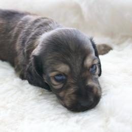 Ray - Cream male Dachshund puppy in Morrow, Ohio from Courtney’s Colorful Doxies
