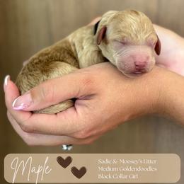 Maple - Apricot female Goldendoodle puppy in Easley, South Carolina from Our Darling Doodles
