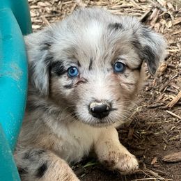 Girl 4 - Blue merle Australian Shepherd puppy in Marshall, Virginia from Aussie Tales Farm