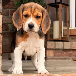 Myles - Black tan and white male Beagle puppy in Mansfield, Missouri from Rippee Creek Kennel