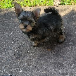Great Dane and Yorkshire Terrier Puppies from Chuck City Danes