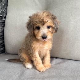 Betsy - Merle female Bernedoodle puppy in Goldsboro, North Carolina from The Grantham House