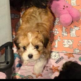 Girl 1 - Red sable female Havanese puppy in Deer Island, Oregon from Andorra