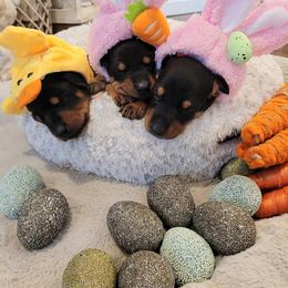 Doberman Pinscher Puppies from Kalora Dobermans