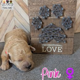 Pink Girl - Cream female Goldendoodle puppy in Rockledge, Florida from Stormie's Doodles