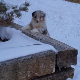 Australian Shepherd Puppies from Pole Canyon Australian Shepherds