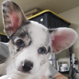 Lillian - Blue merle and white female Cardigan Welsh Corgi puppy in Omaha, Arkansas from DnD Corgis