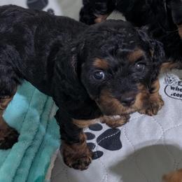 Autumn - Black and tan female Cavapoo puppy in Coshocton, Ohio from Forever Family Puppies