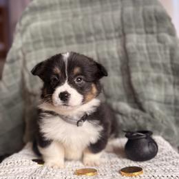 Gray Male - Black and tan male Pembroke Welsh Corgi puppy in La Porte City, Iowa from Cedar River Corgis