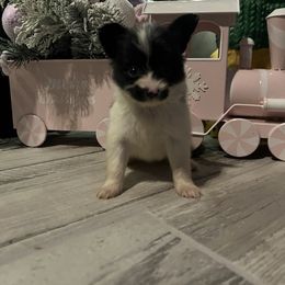 Natalie - White and black female Papillon puppy in Diana, Texas from The Barking Cow Farms