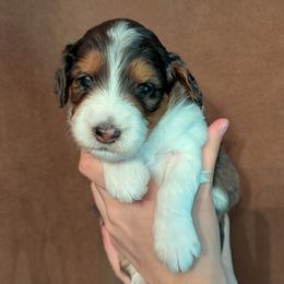 Belle - Blue merle female Aussiedoodle puppy in New Durham, New Hampshire from Ridgeview Aussiedoodles