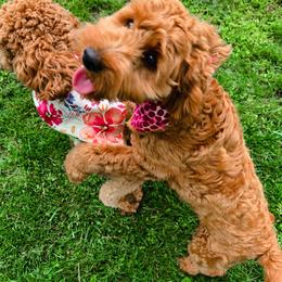 Goldendoodle Puppies from Raintree Doodles
