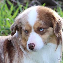 Katie - Miniature American Shepherd