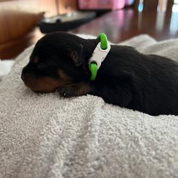 Rottweiler Puppies from Thistle Wild Rottweilers