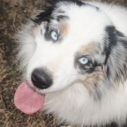 Australian Shepherds and Pomeranians from Fantasy Pomeranians