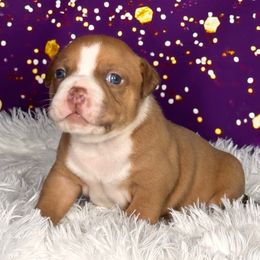 Tut - Liver male American Bully puppy in Nashville, Tennessee from SimplyBullies