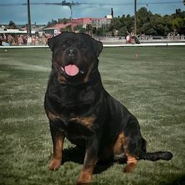 Kido - Rottweiler