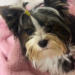Yorkshire Terriers from Callahan Yorkies