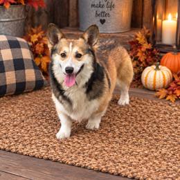 Danny - Sable male Pembroke Welsh Corgi puppy in Charleston, Arkansas from Hilltop Corgis