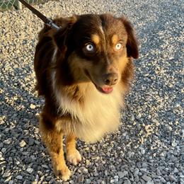 Natural Life Redding Legend - Red tri male Miniature Australian Shepherd puppy in Somerset, Kentucky from Natural Life Ranch