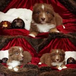 Australian Shepherd Puppies from AussieLand Shepherds