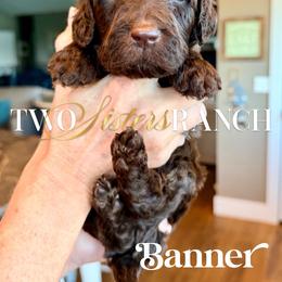 Banner - male Newfypoo puppy in Jackson, Missouri from Two Sisters Ranch, LLC