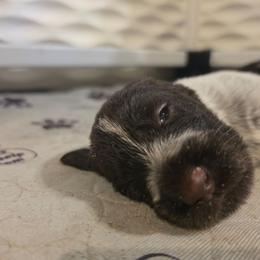 Boy 1 - Liver and white male German Wirehaired Pointer puppy in Rockingham, North Carolina from Fleetwood German Wirehaired Pointers