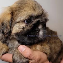 Shih Tzu Puppies from Shantii's Shih Tzu's