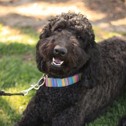 Double Doodle, Goldendoodle, and Labradoodle All Grown Up from The Doodle Ranch-California