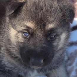 Onyx - Black and tan male Gerberian Shepsky puppy in Gorman, Texas from Bransford Paw Pack/Timber Huskies