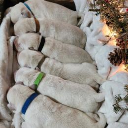 Green collar - Yellow male Labrador Retriever puppy in Mossyrock, Washington from White River Labradors