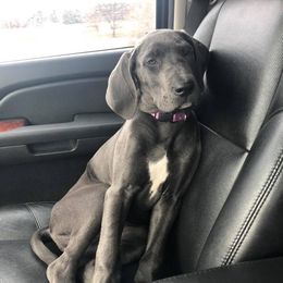 Great Danes from OnPoint Great Danes