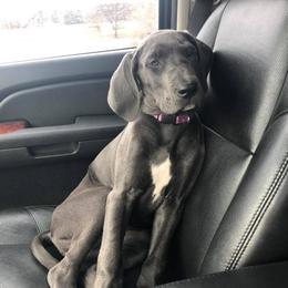 Great Danes from OnPoint Great Danes