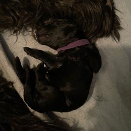 Purple collar - Black female Goldendoodle puppy in Las Vegas, Nevada from Doodles by Design