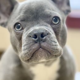 Jeff - French Bulldog