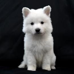 Berger Blanc Suisse Puppies from Moonlight Berger Blanc Suisses