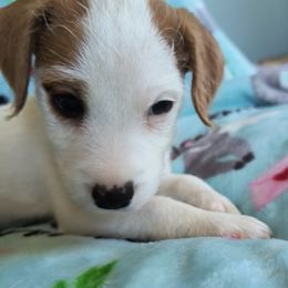 Jack Russell Terrier Puppies from Mischief Managed Jack Russell Terriers