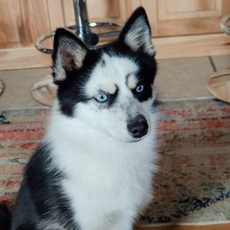 Hyde - Pomsky