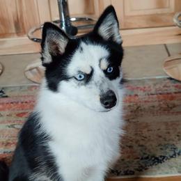 Hyde - Pomsky
