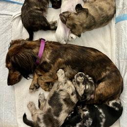 Dachshund Puppies from Boyer’s Dachshunds