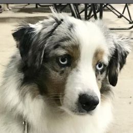 Sophie - Miniature Australian Shepherd