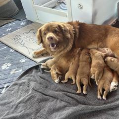 Nova Scotia Duck Tolling Retriever Puppies from Chimay Kennels