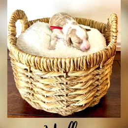 Girl 5 - Red  female Goldendoodle puppy in Midlothian, Virginia from RVA DOODLES, LLC